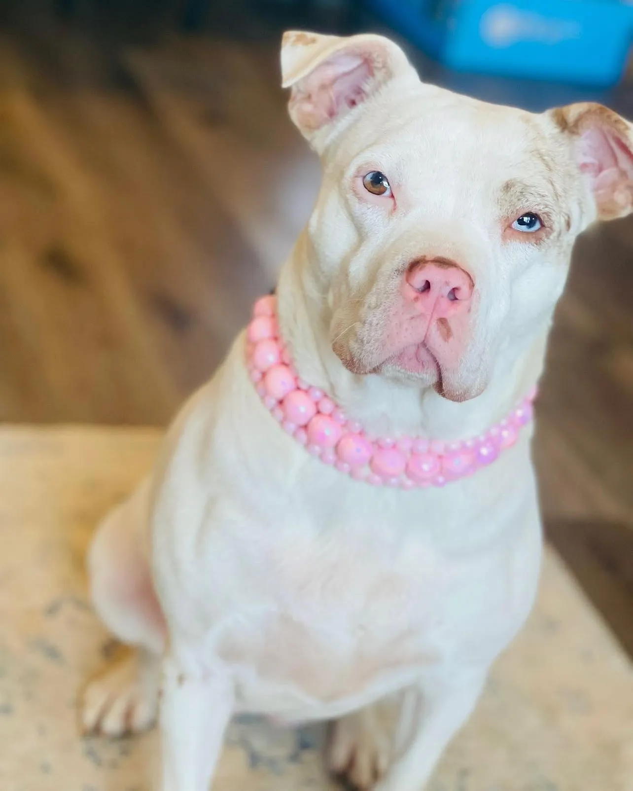 Blush Pink Rain Triplo Acrylic Bead Collar