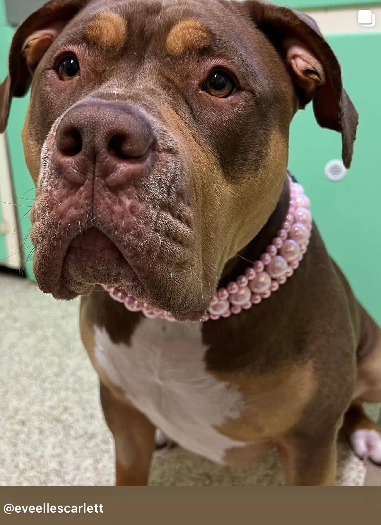 Blush Pink Rain Triplo Acrylic Bead Collar