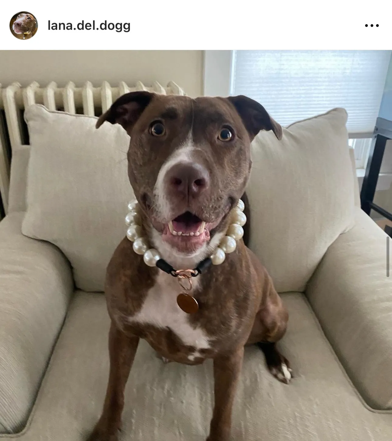 Chunky White Pearls Acrylic Bead Collar