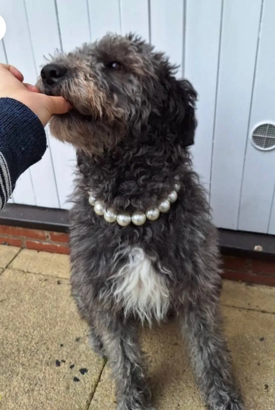 Chunky White Pearls Acrylic Bead Collar