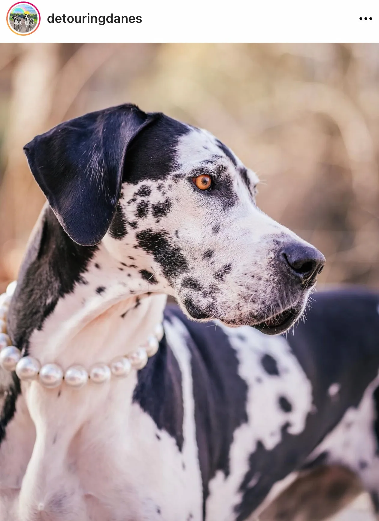 Chunky White Pearls Acrylic Bead Collar