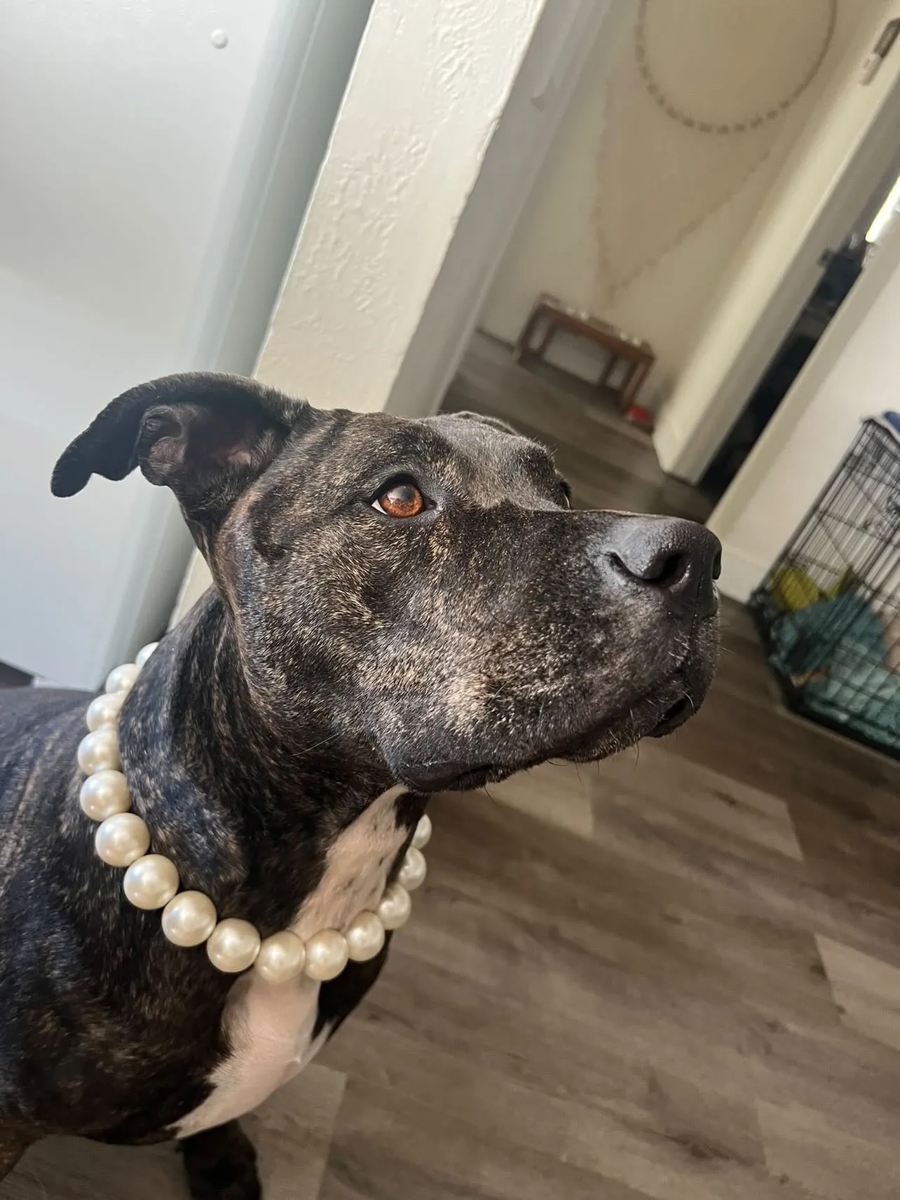 Chunky White Pearls Acrylic Bead Collar