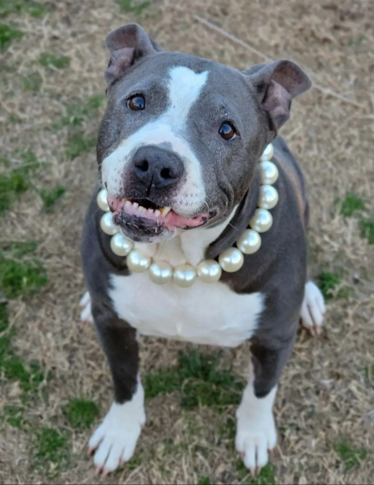 Chunky White Pearls Acrylic Bead Collar