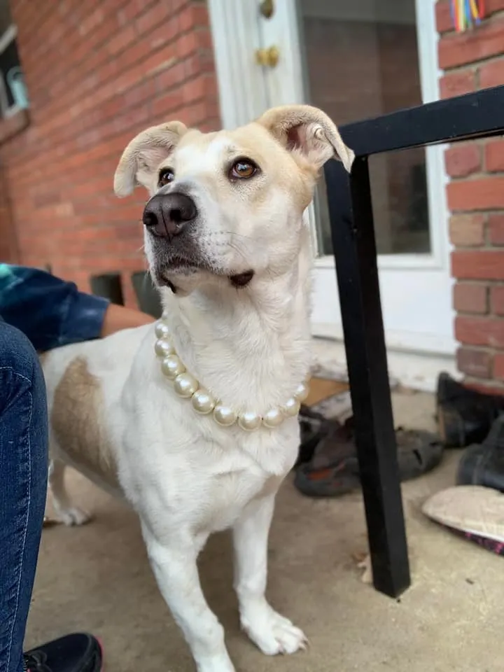 Chunky White Pearls Acrylic Bead Collar