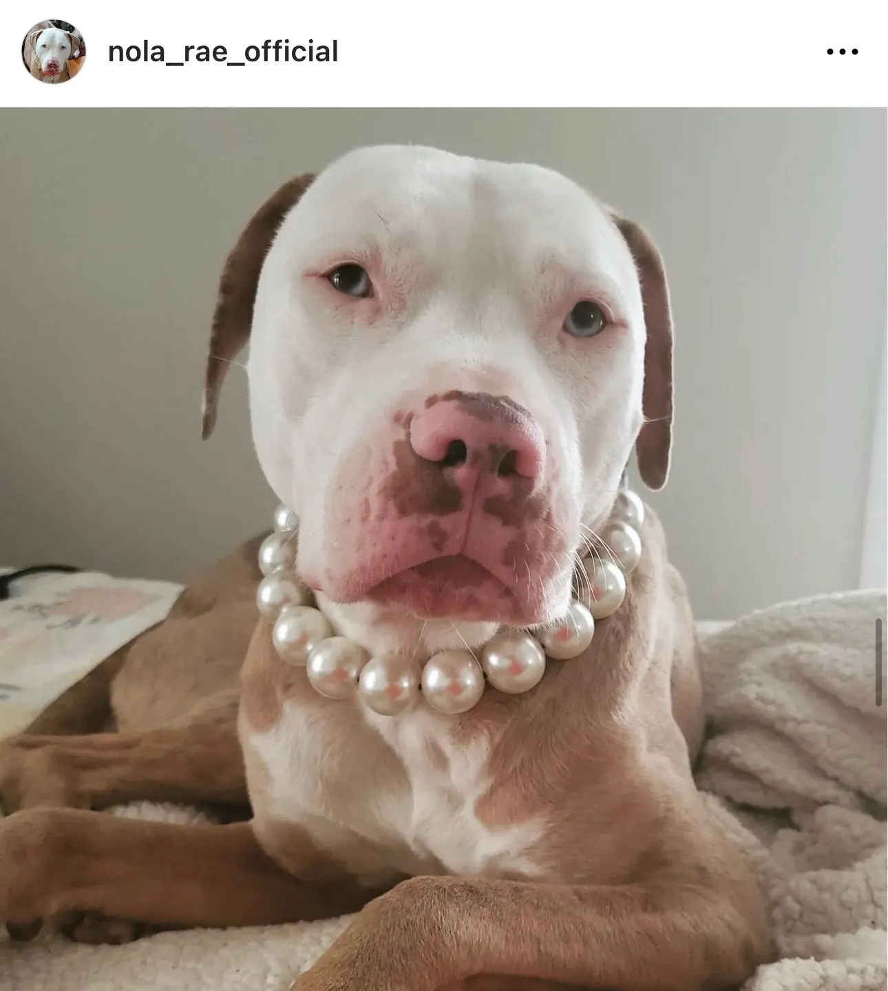 Chunky White Pearls Acrylic Bead Collar