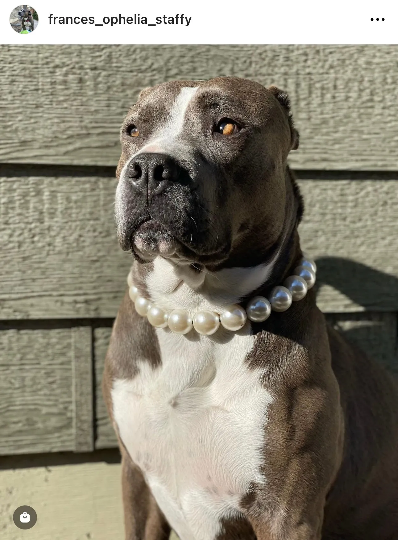 Chunky White Pearls Acrylic Bead Collar