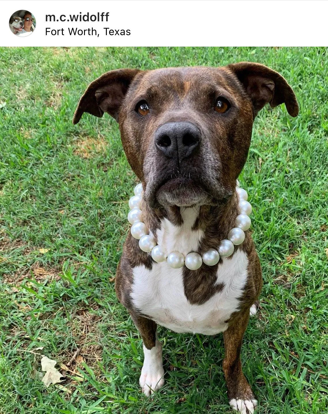 Chunky White Pearls Acrylic Bead Collar