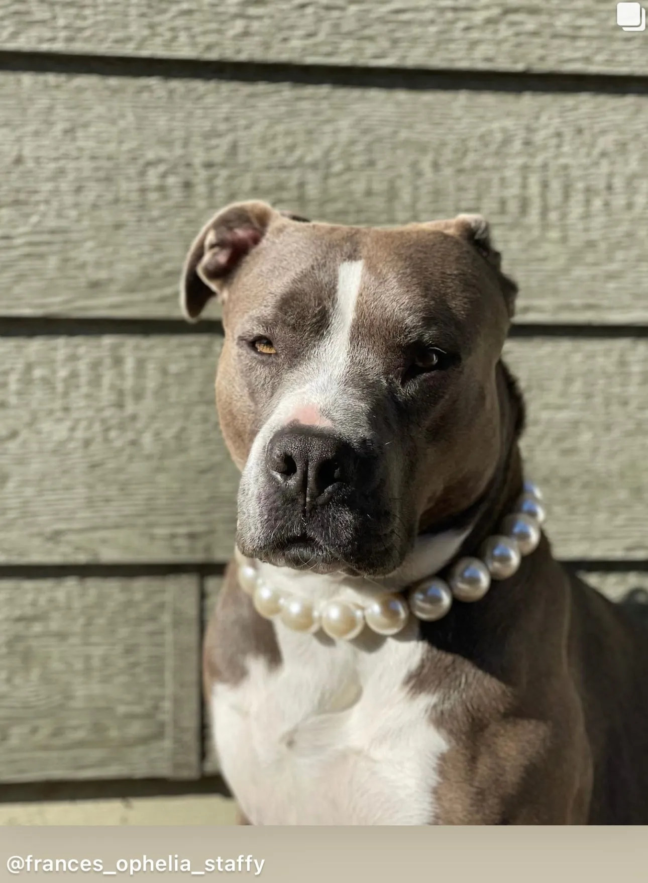 Chunky White Pearls Acrylic Bead Collar