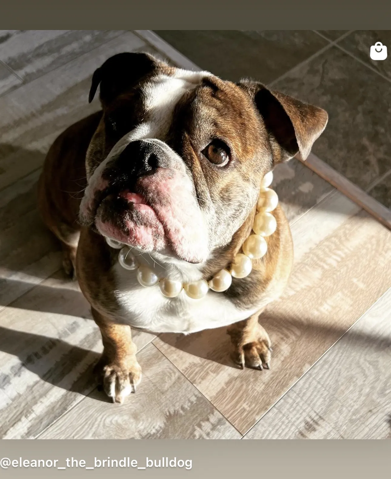 Chunky White Pearls Acrylic Bead Collar