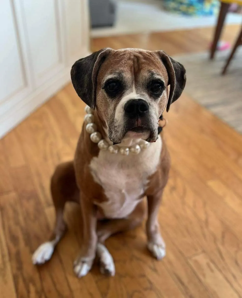 Chunky White Pearls Acrylic Bead Collar