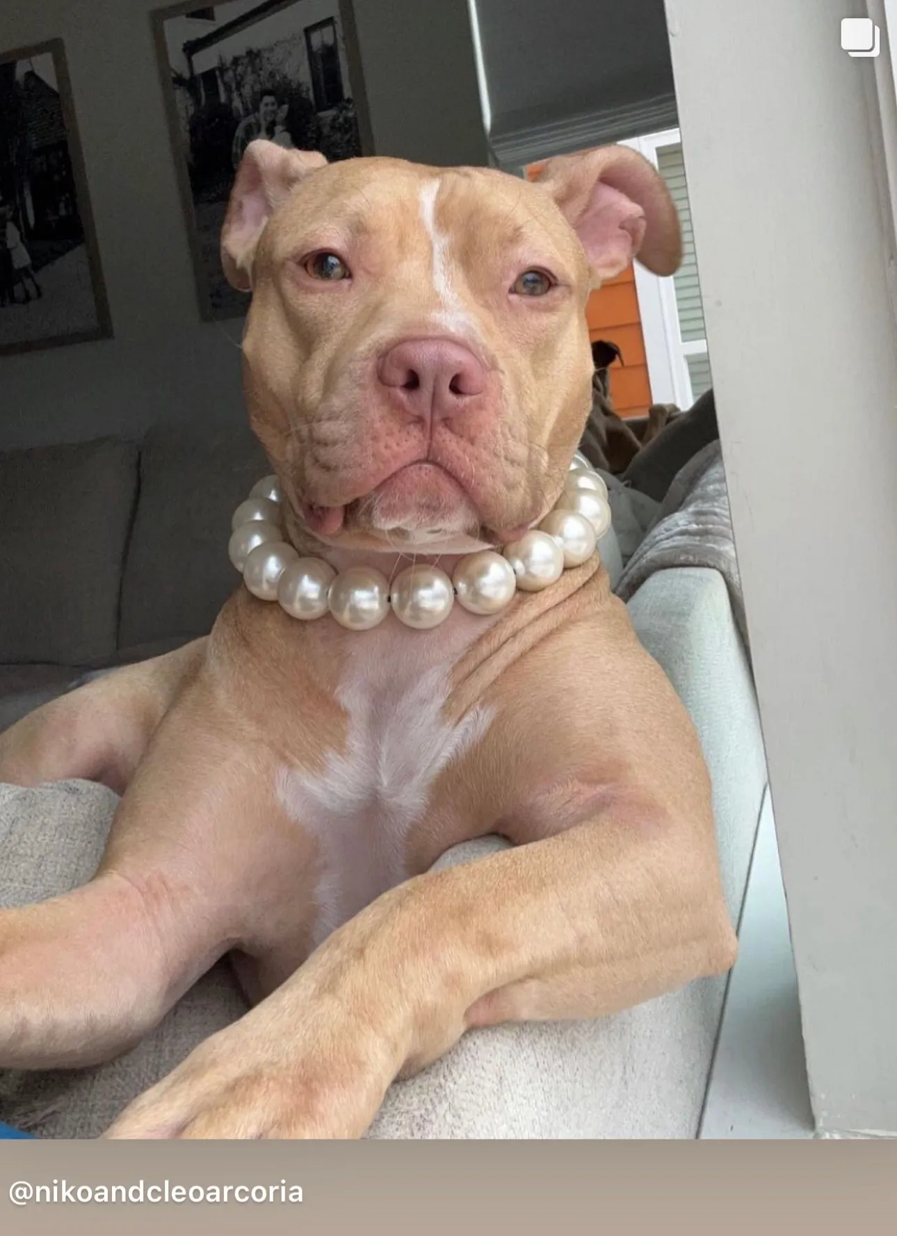 Chunky White Pearls Acrylic Bead Collar