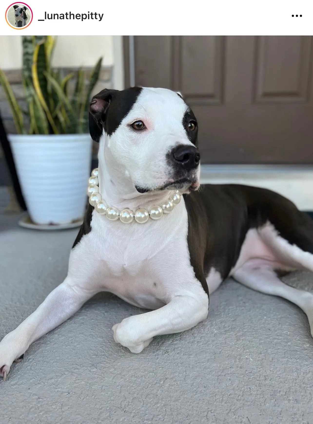 Chunky White Pearls Acrylic Bead Collar