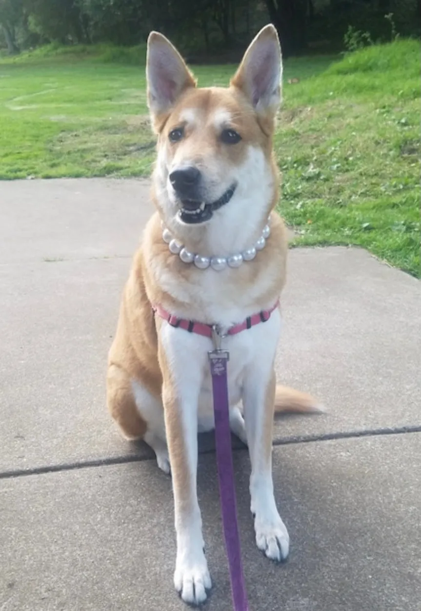 Chunky White Pearls Acrylic Bead Collar