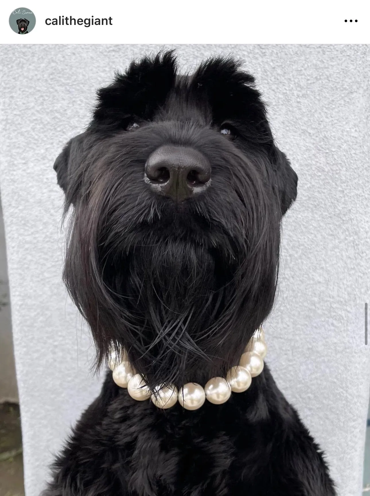 Chunky White Pearls Acrylic Bead Collar