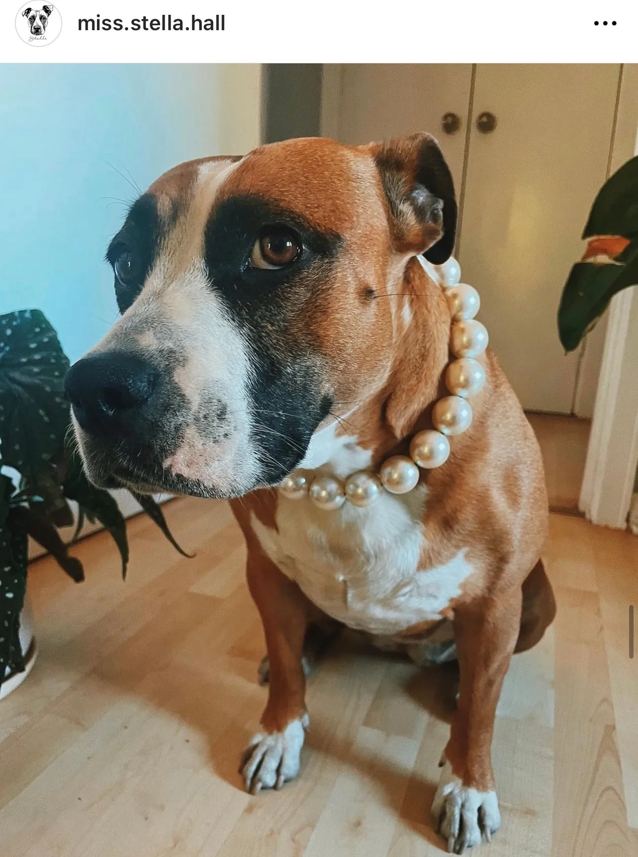 Chunky White Pearls Acrylic Bead Collar
