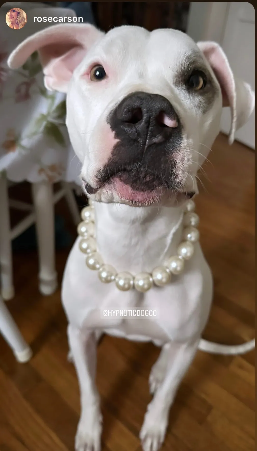 Chunky White Pearls Acrylic Bead Collar
