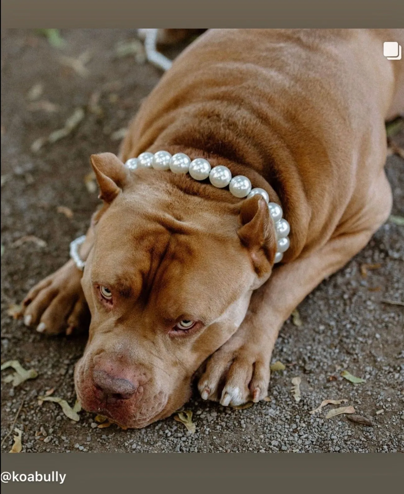 Chunky White Pearls Acrylic Bead Collar