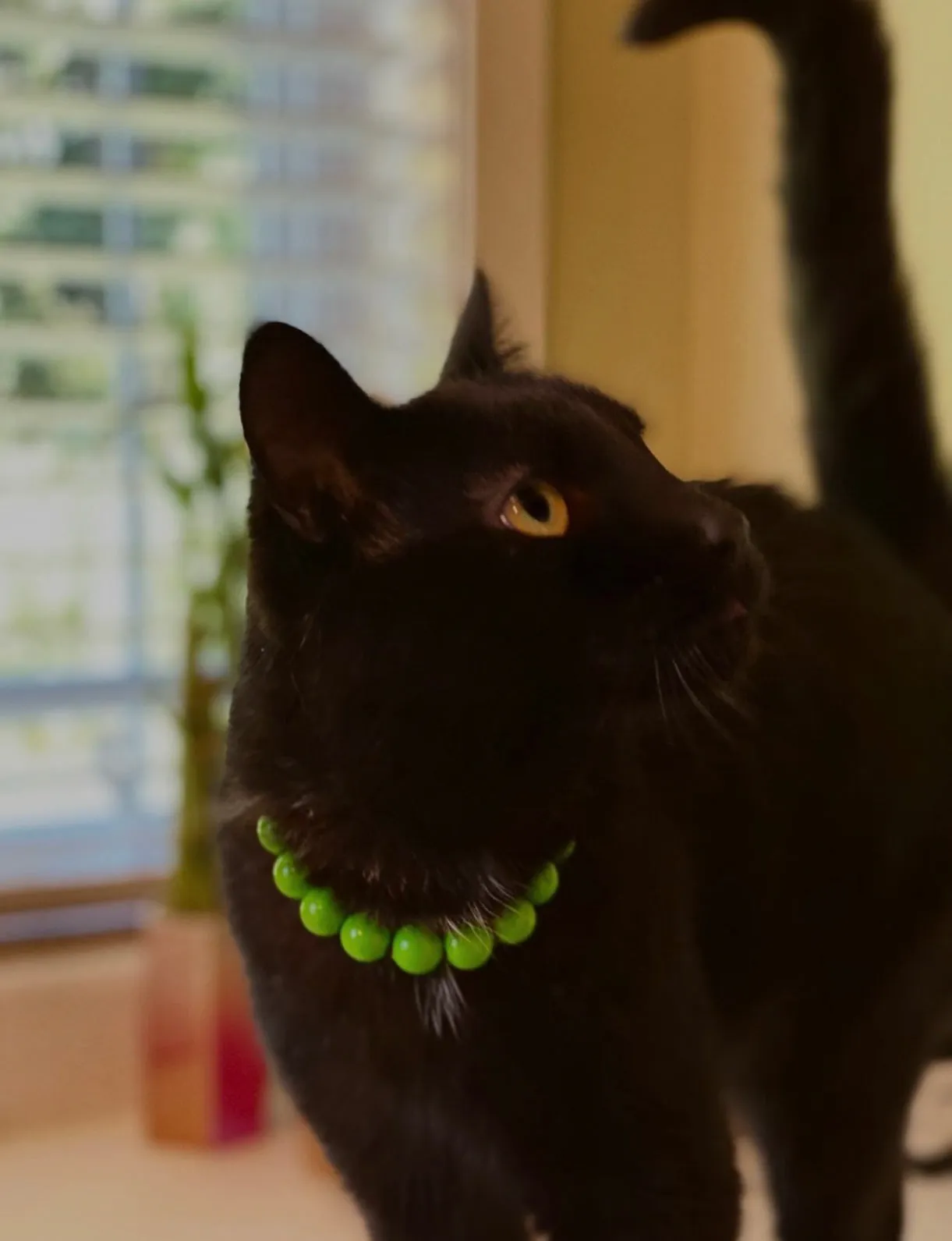 Citrus Green MINI Acrylic [Small Dog/Cat Bead Collar]