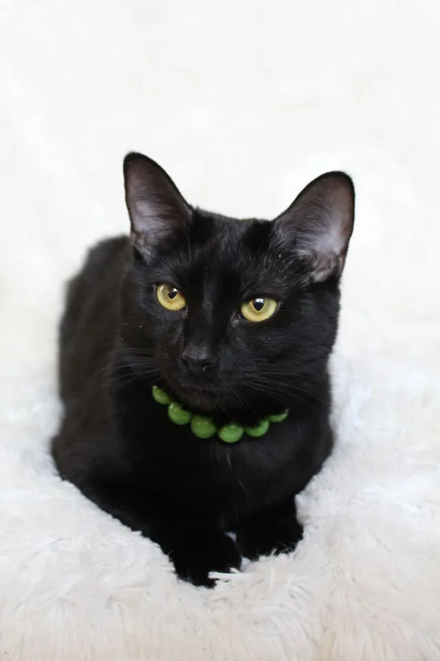 Citrus Green MINI Acrylic [Small Dog/Cat Bead Collar]