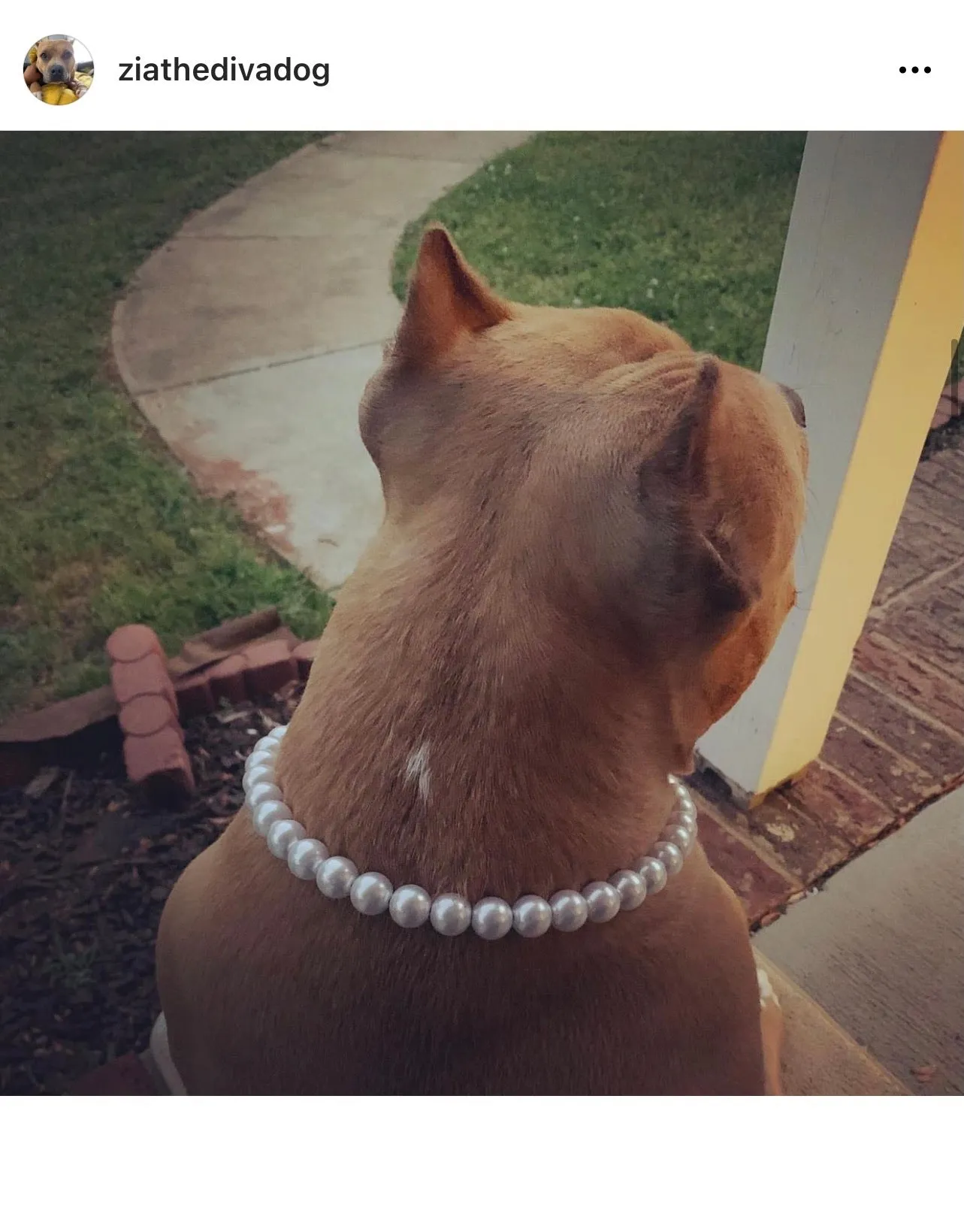 Mini White Pearl Single Strand Acrylic Bead Collar