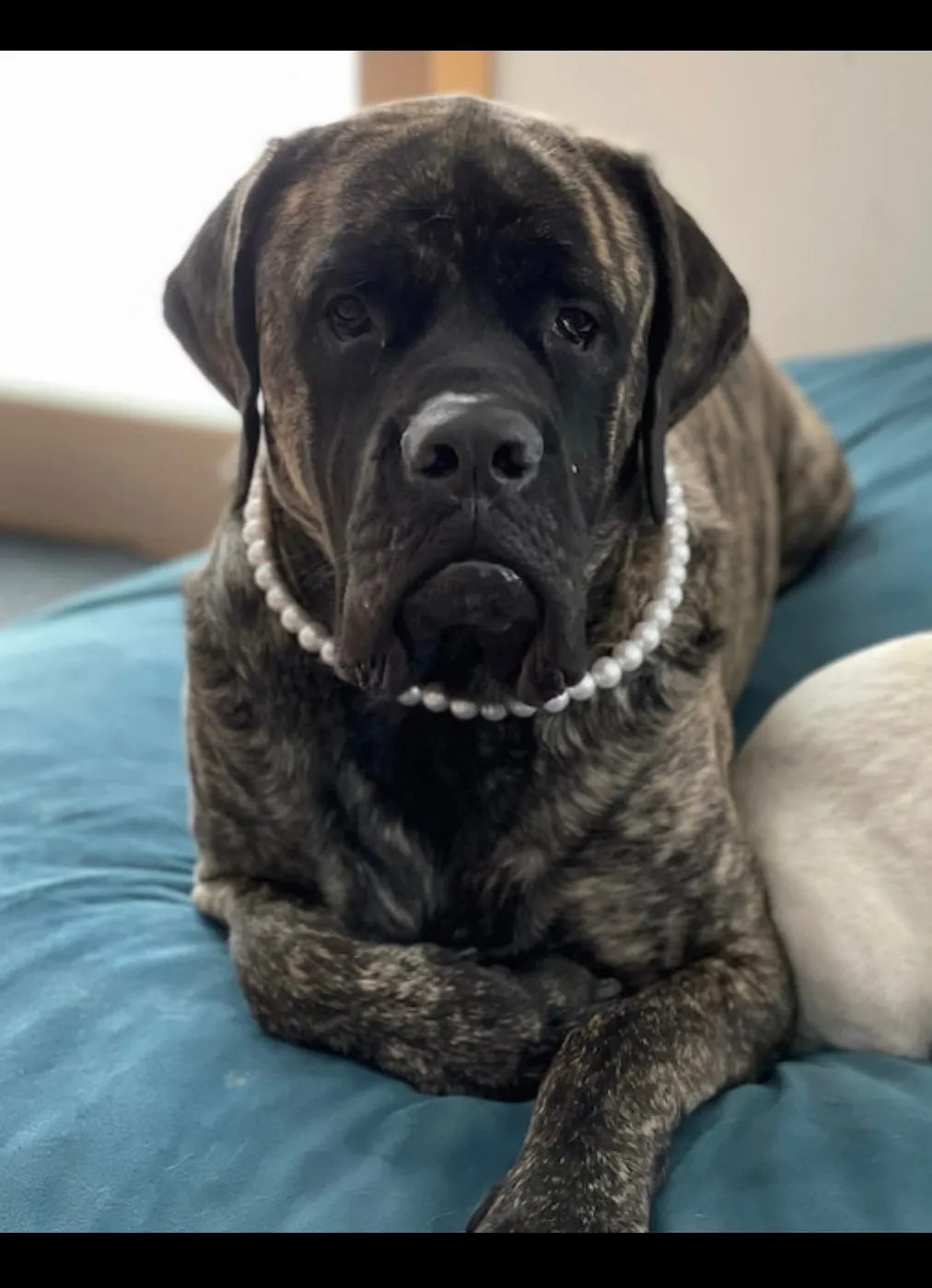 Mini White Pearl Single Strand Acrylic Bead Collar