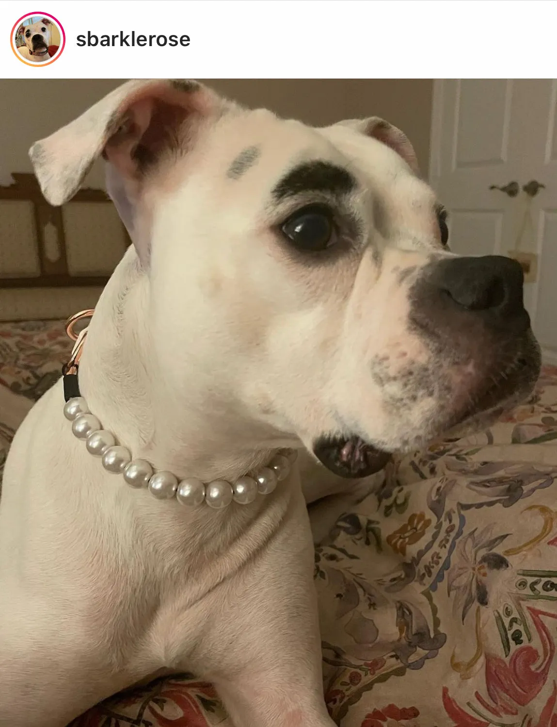 Mini White Pearl Single Strand Acrylic Bead Collar