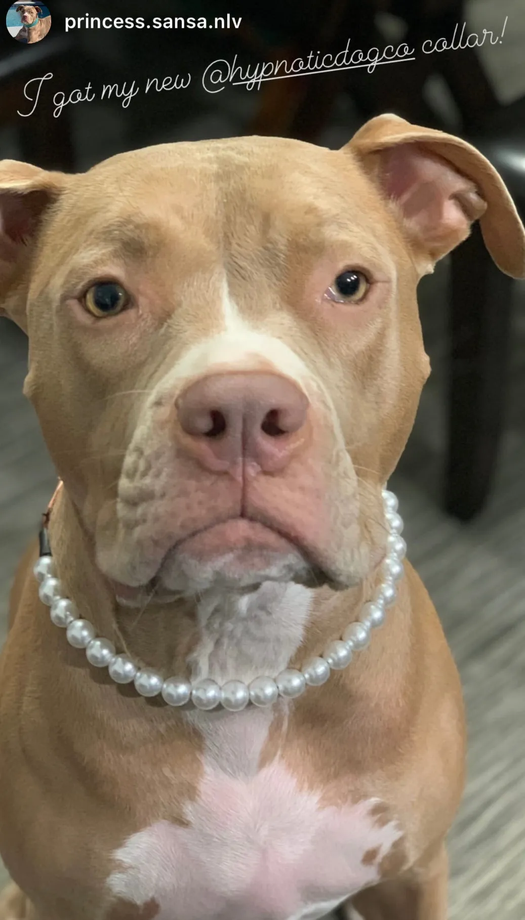 Mini White Pearl Single Strand Acrylic Bead Collar