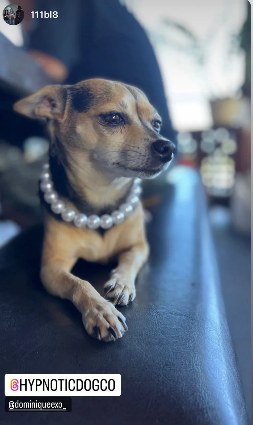 Mini White Pearl Single Strand Acrylic Bead Collar