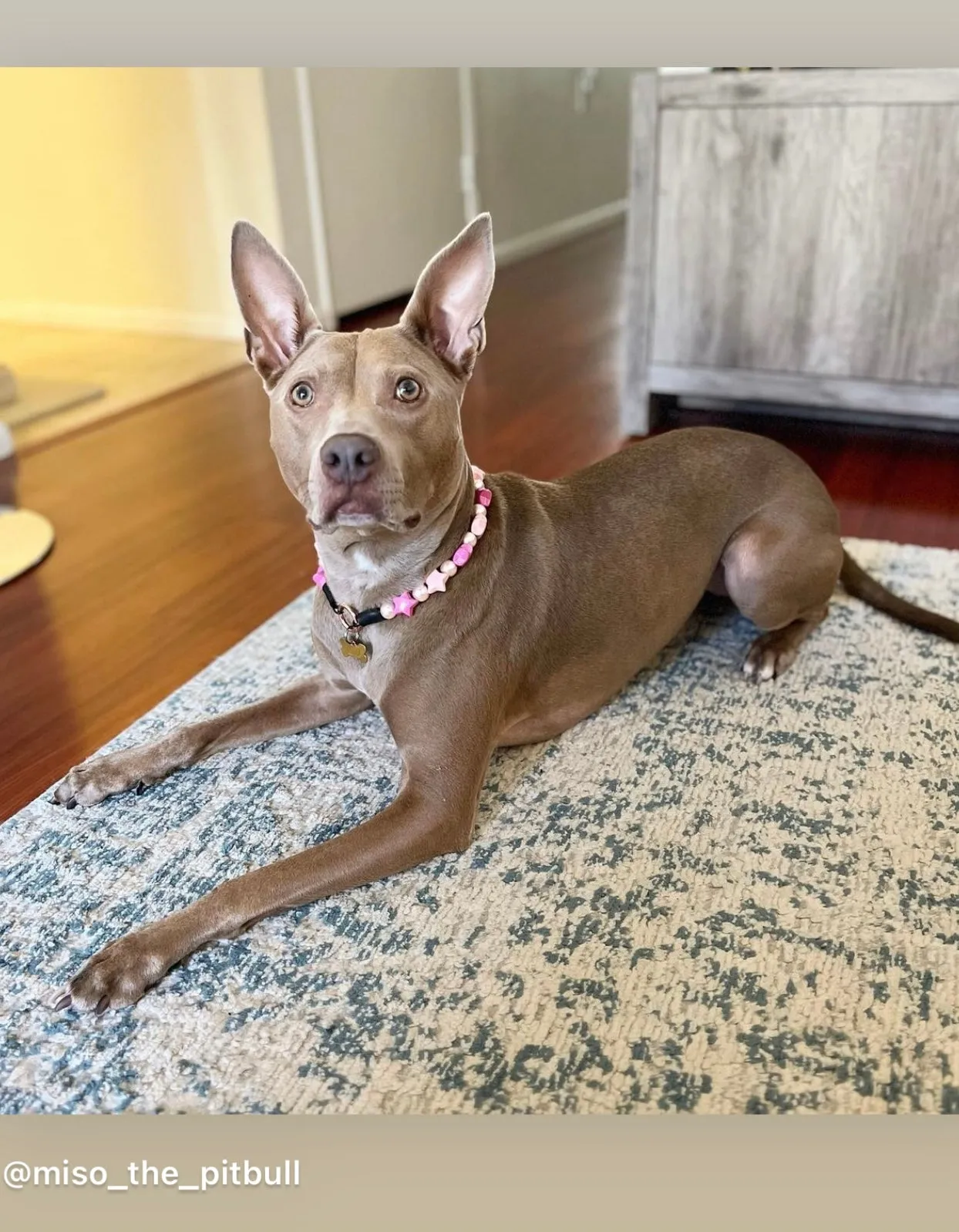 Pink Stars Bead Collar