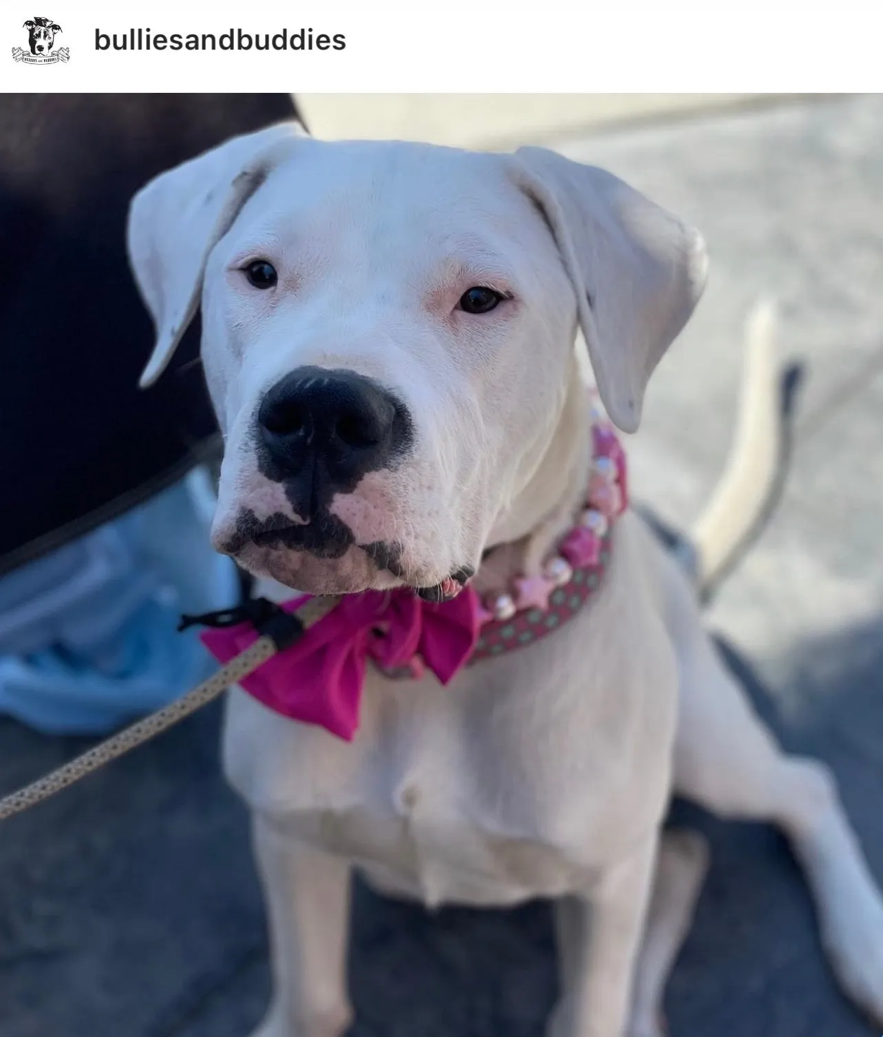Pink Stars Bead Collar
