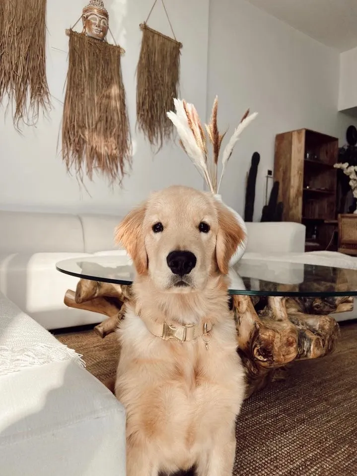 The Sand Original Collar